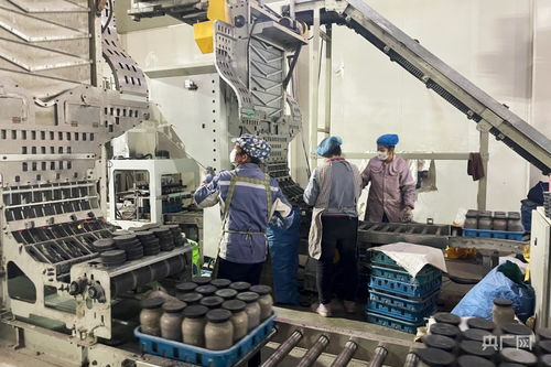 科技赋能点亮戈壁奇迹 甘肃张掖扁麻菇工厂化栽培技术成功转让